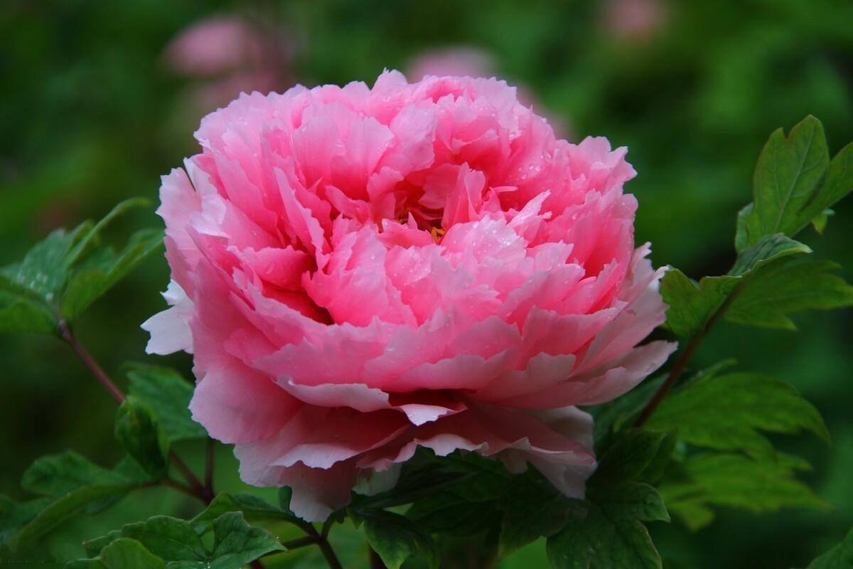 《阳春三月好风光》
董志国
阳春三月好风光，万紫千红竞吐芳。
国色牡丹呈富贵，清