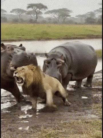 这回狮子碰到硬茬了～