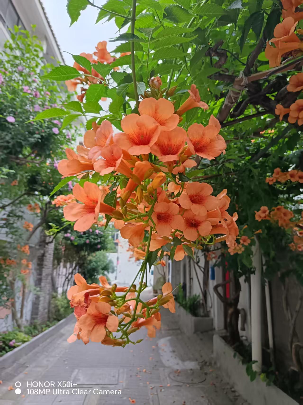 分享一下你随手拍的照片苏城大街小巷开满了凌霄花，我发现它们颜色有所不同。