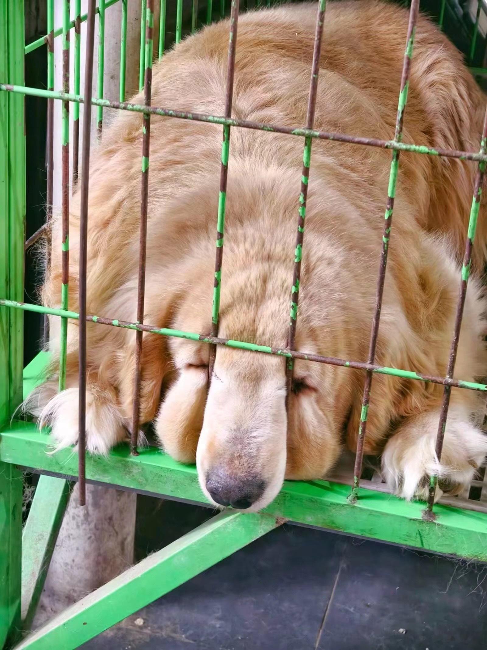 这是什么生物 