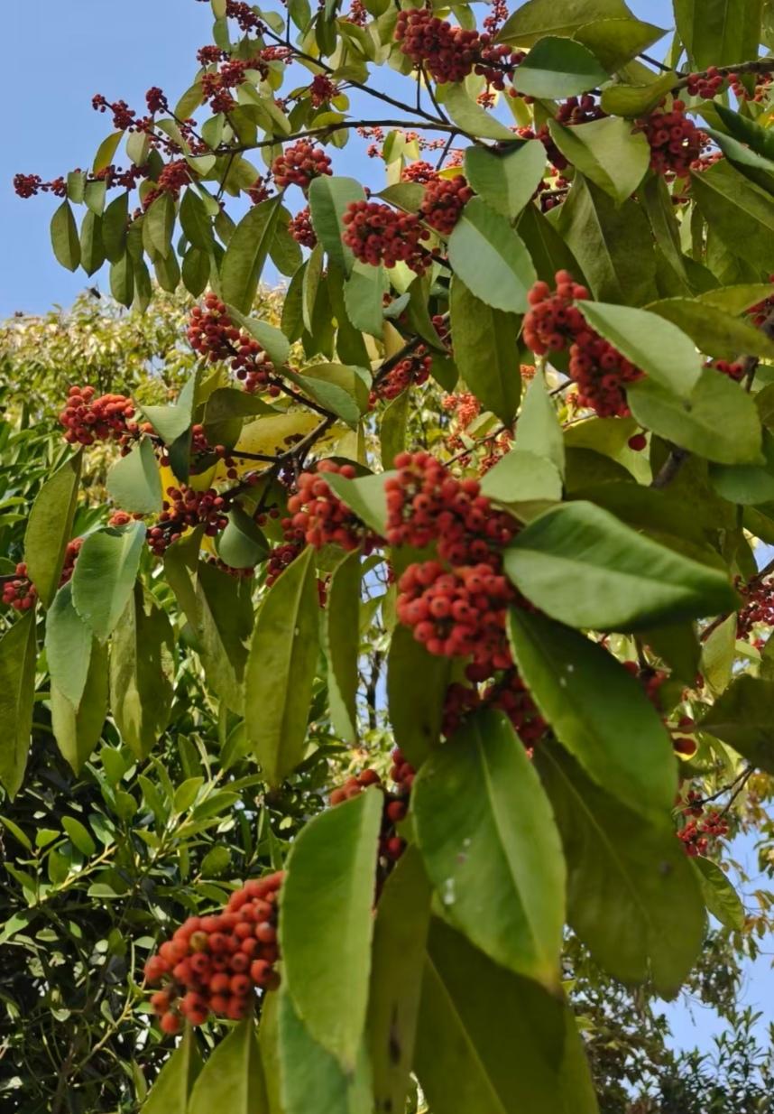 每一颗都是滚烫的词语。
叶子在风里轻轻翻页，
把日子读得很慢，也很美。