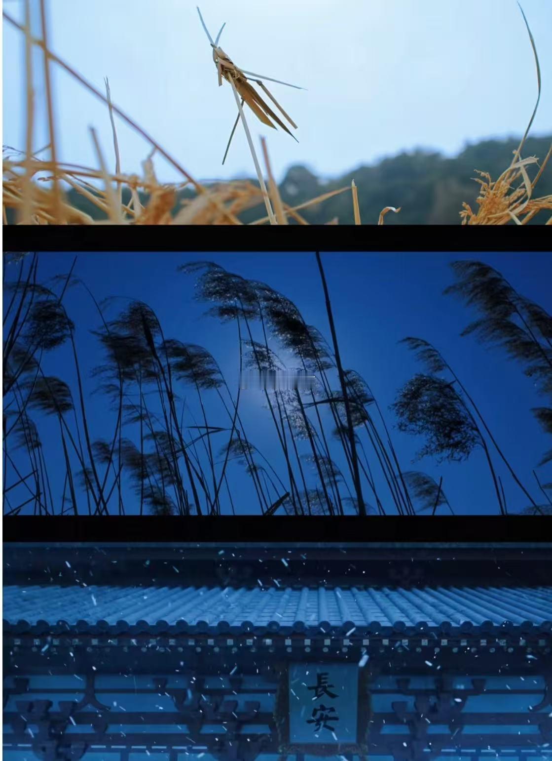 成毅长安二十四计 长镜头 被芦苇荡的长镜头彻底征服！从环境氛围到人物心境，镜头一