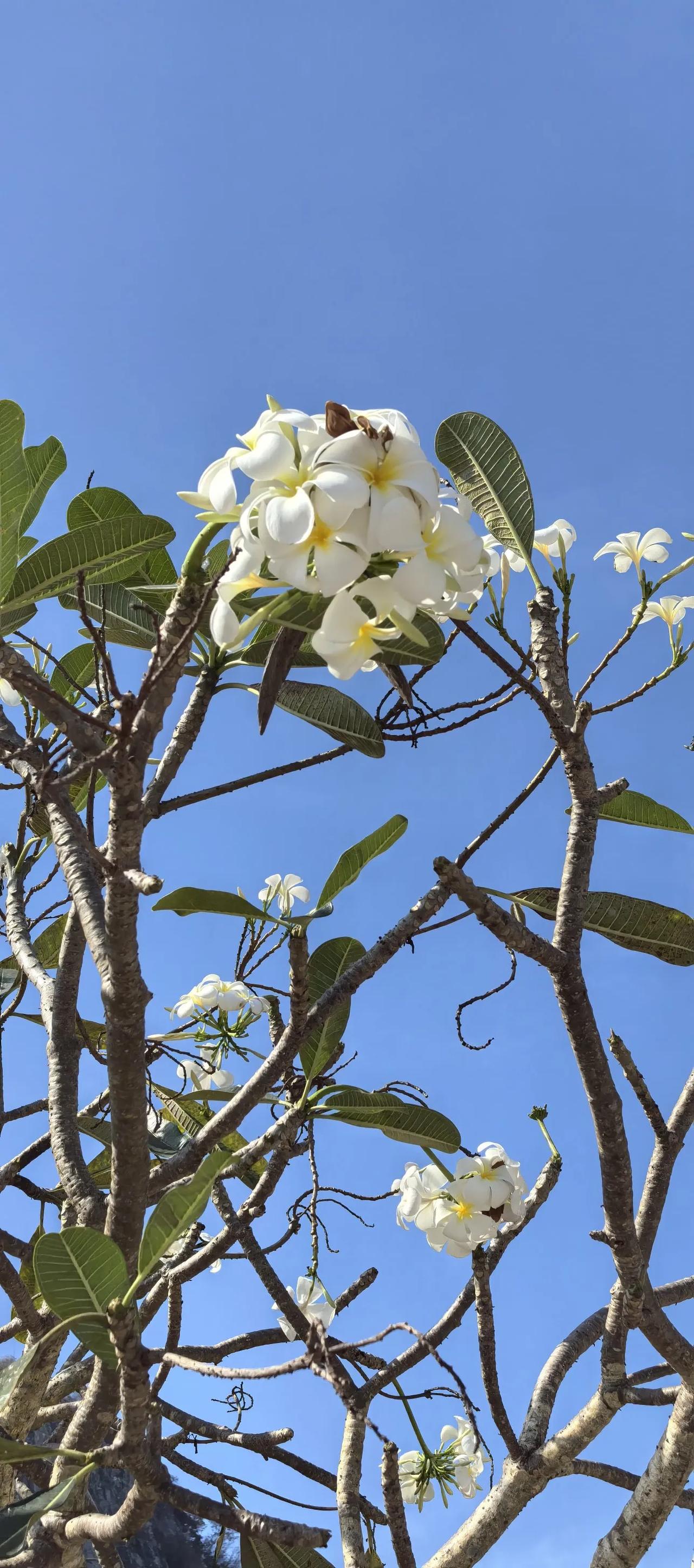 能否分享一张你拍的花卉照片