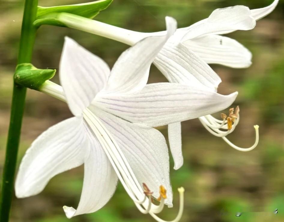 白花如雪映，清香满径来蝶舞繁花香满径 白花植物 白花映颜 白花淡妆大片 黄叶白花