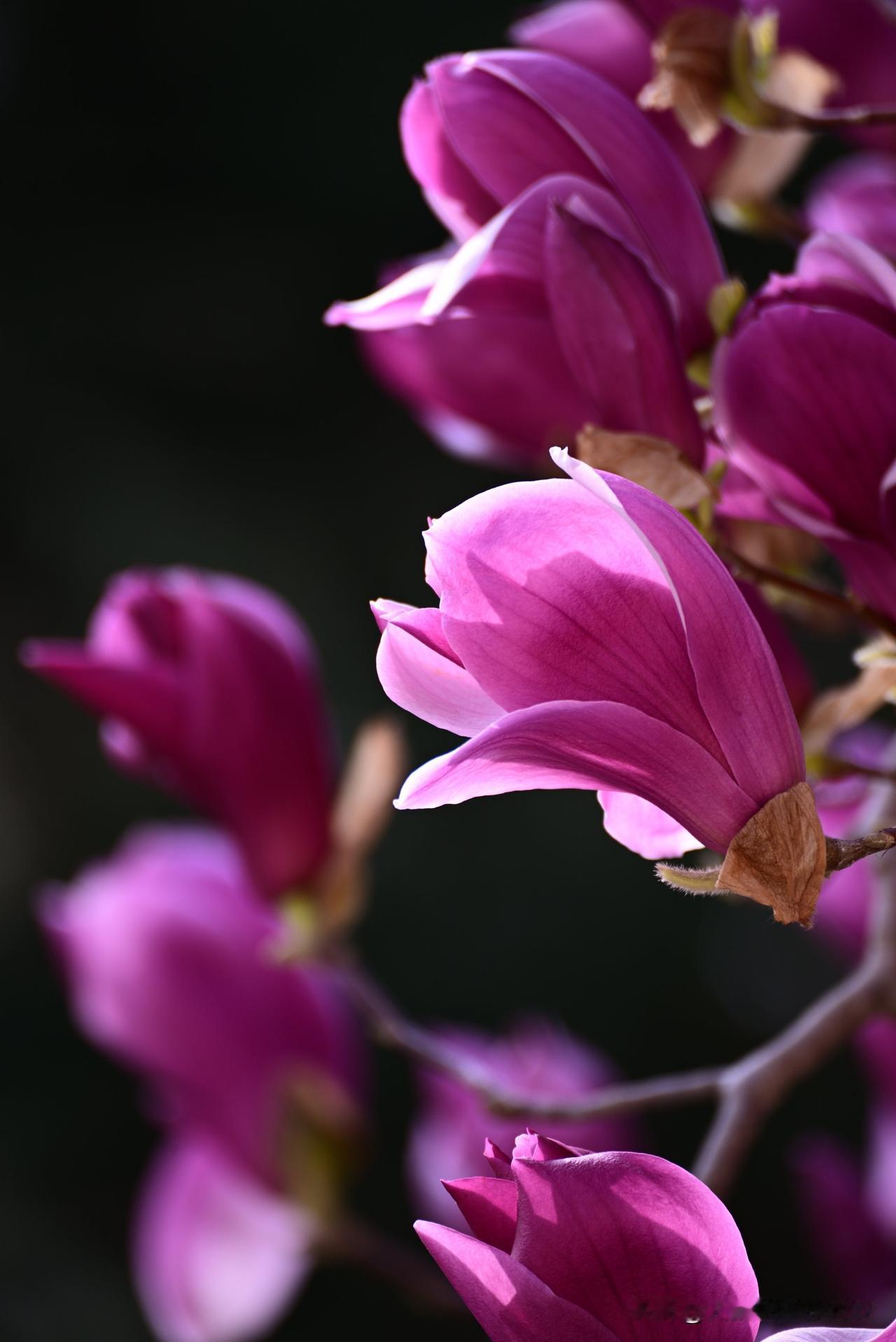 玉兰花开(之十八)——春寒尙在，玉兰已擎起一朵朵洁白、紫红、淡粉、微黄的花儿。无