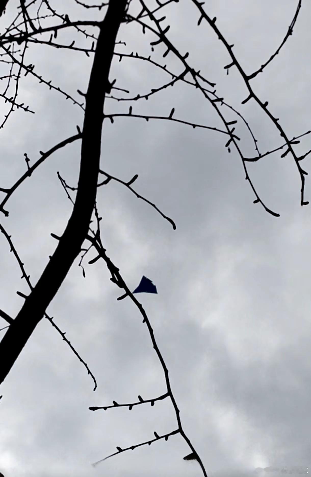 瞧，整棵树上只有一片银杏叶了中国6代机烽火问鼎计划中美军事力量