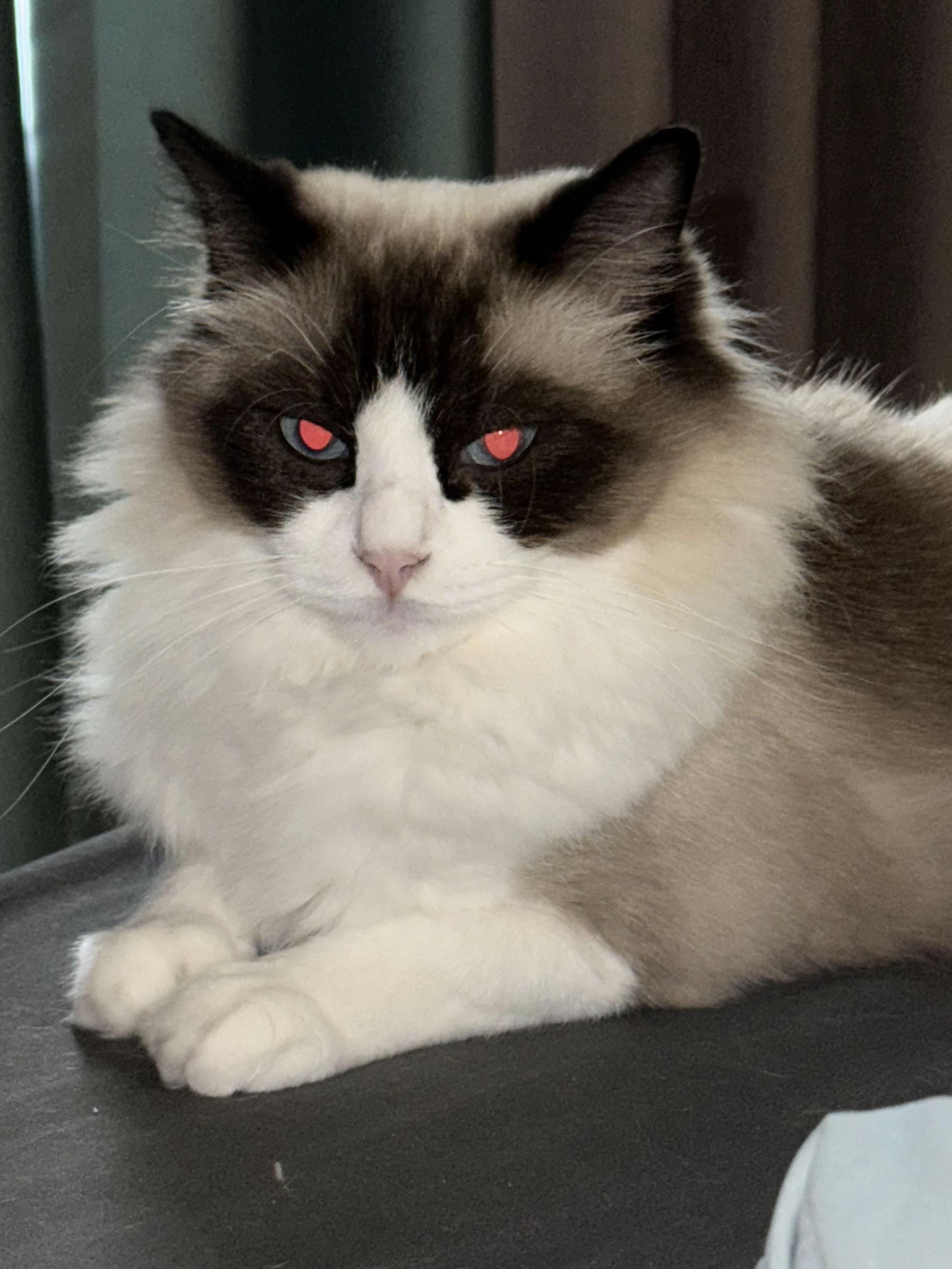 不想要了这魔丸谁爱养谁养去吧