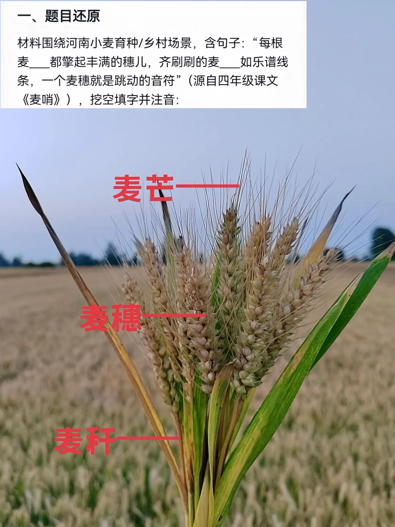 不愧是农业大省，河南中招考试语文试卷出题有深度。

家长反映自家孩子没写对麦秆麦