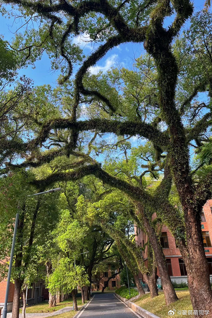 自从买了【中山大学木本植物图鉴】后一直想去中山大学逛一逛，今天终于心愿达成。感谢