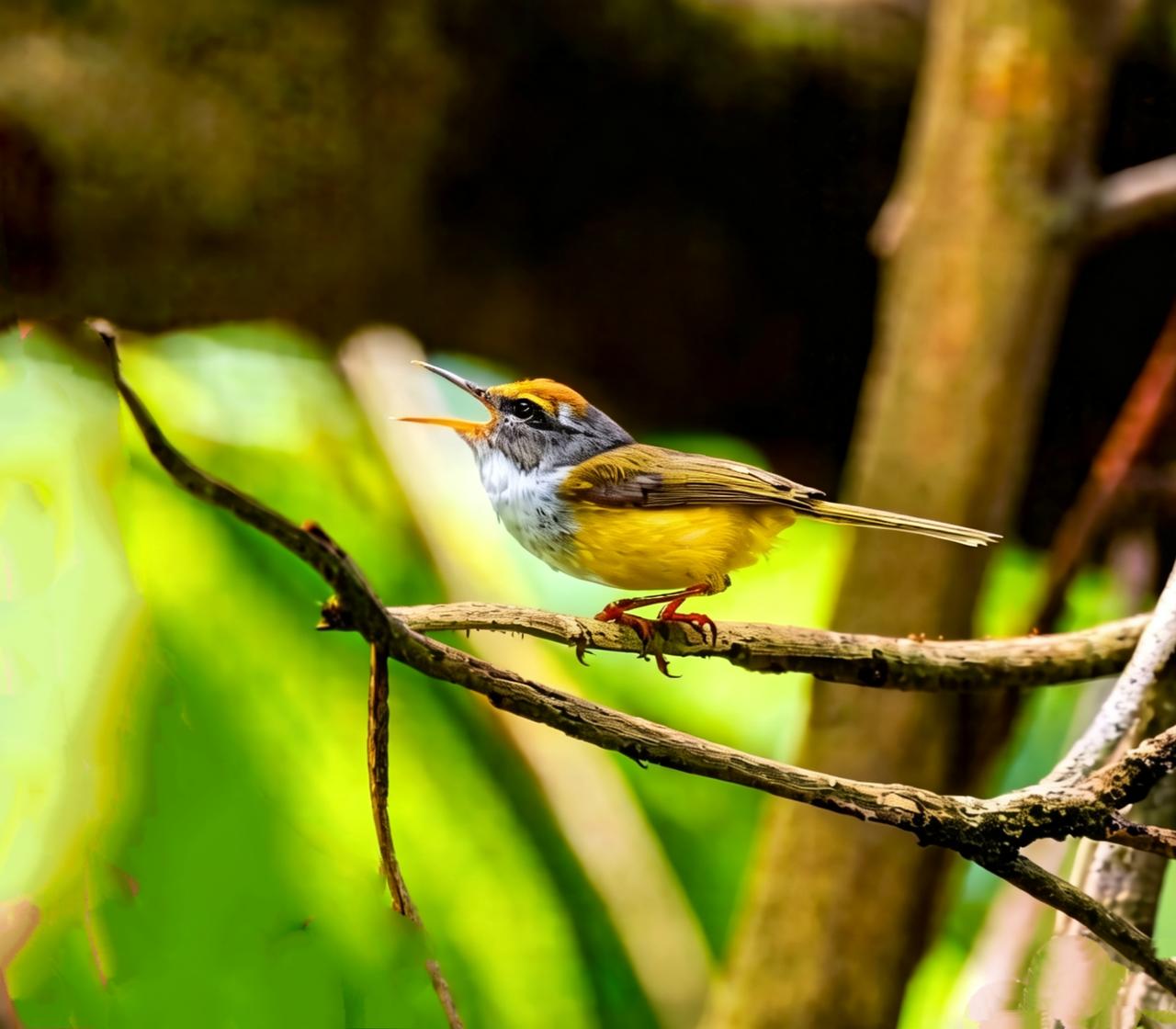 好动漂亮的金头拟缝叶莺