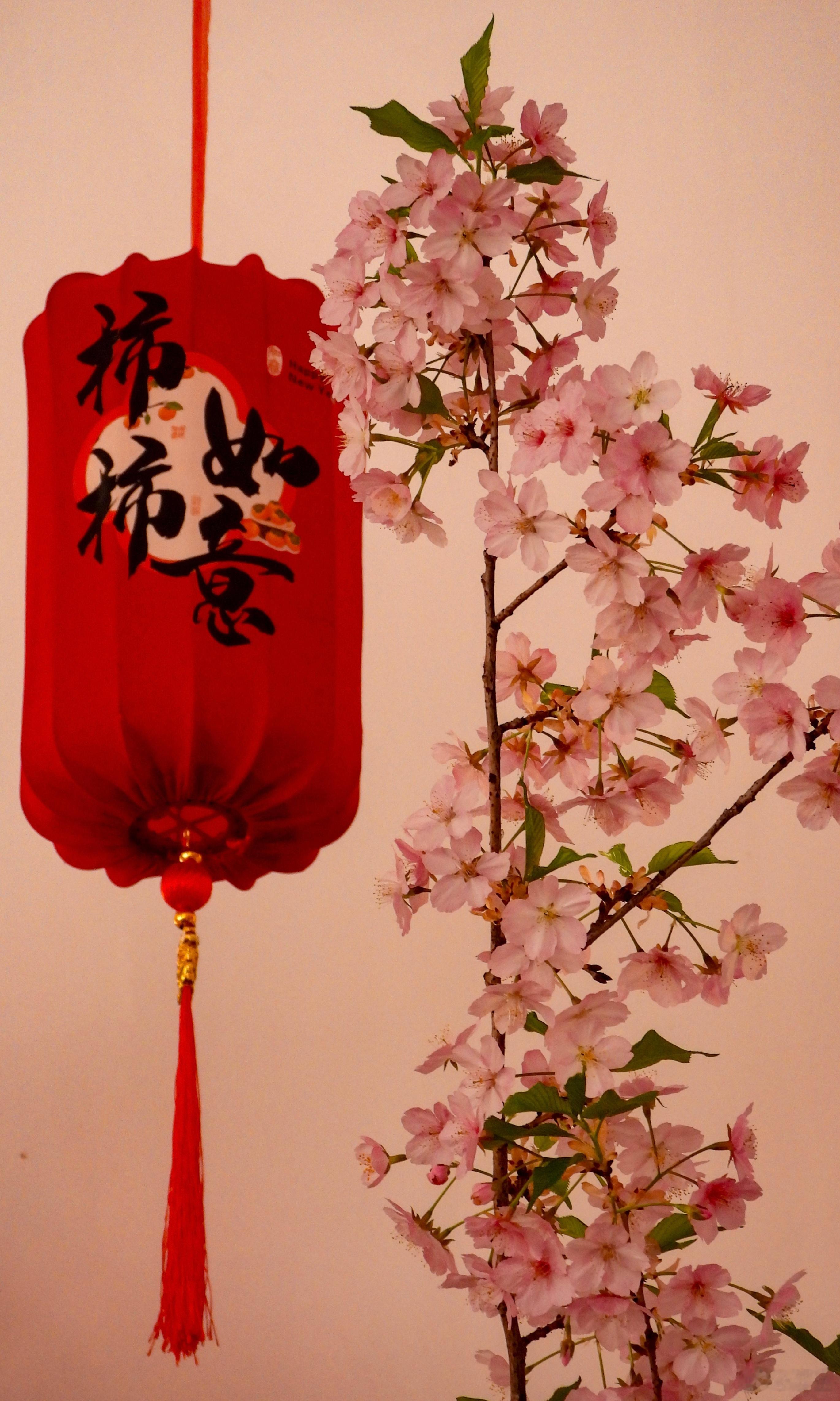 【玉渊潭 小樱驿站  花开烂漫】红笼题福伴樱开，软粉堆枝入户来。小屋春深风也暖，