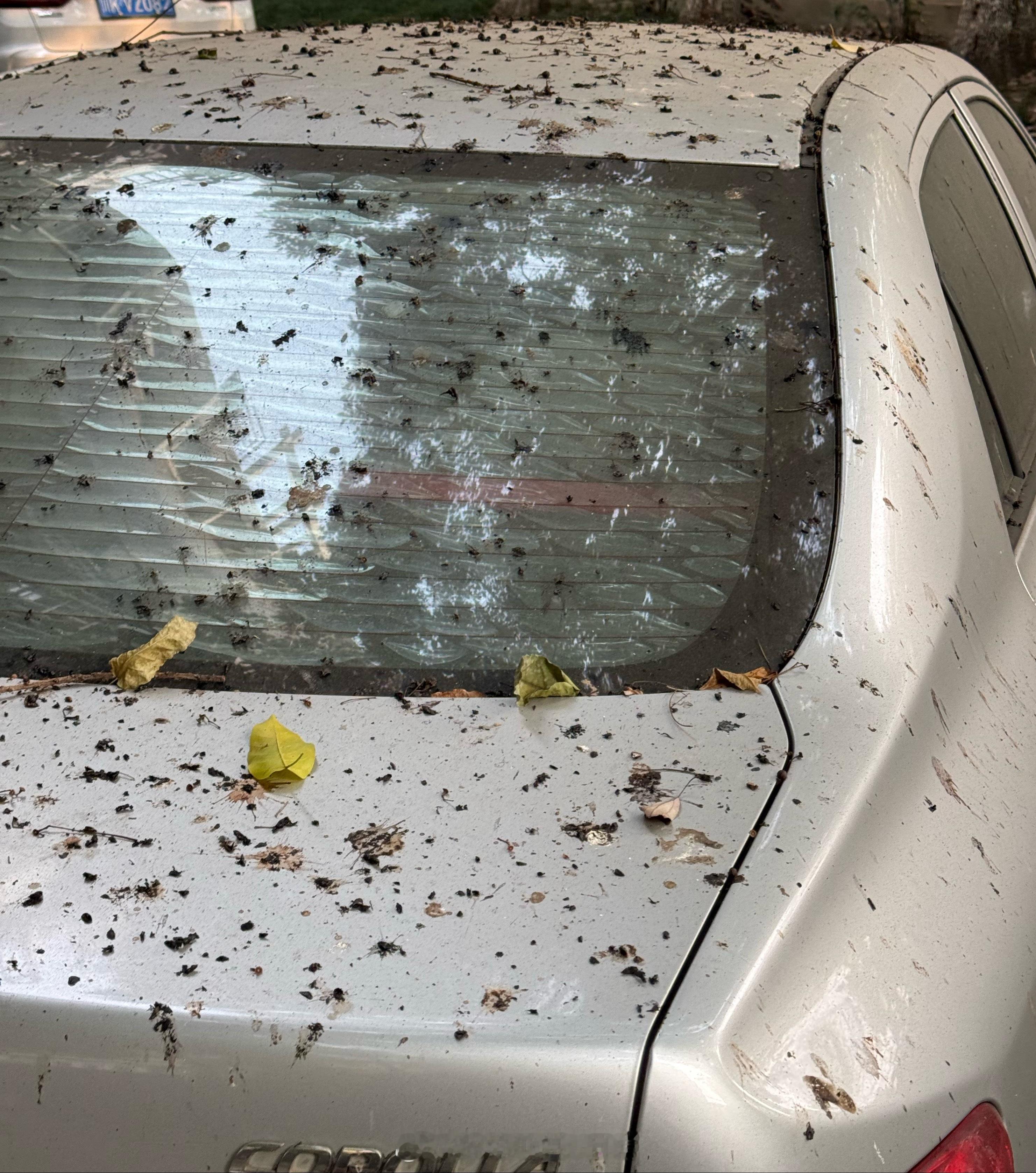 这个季节掉下来的浆果真是爱车人的噩梦啊，看着太难受了