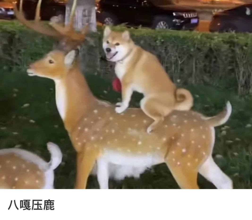 一天天的都在网上看到些笑死人的东西了 ​​​