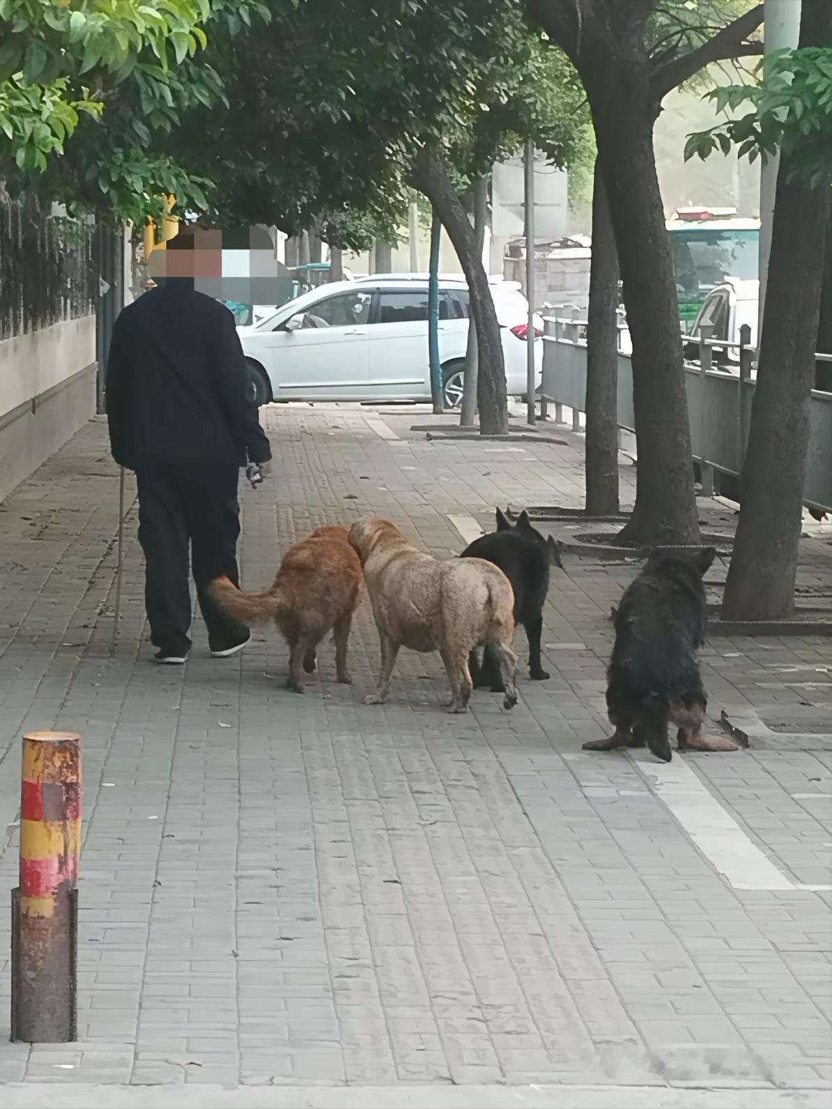 难以想象，这种人家里该有多脏，狗毛乱飞，狗涎四溅，狗味弥漫，狗屎狗尿……不对，狗