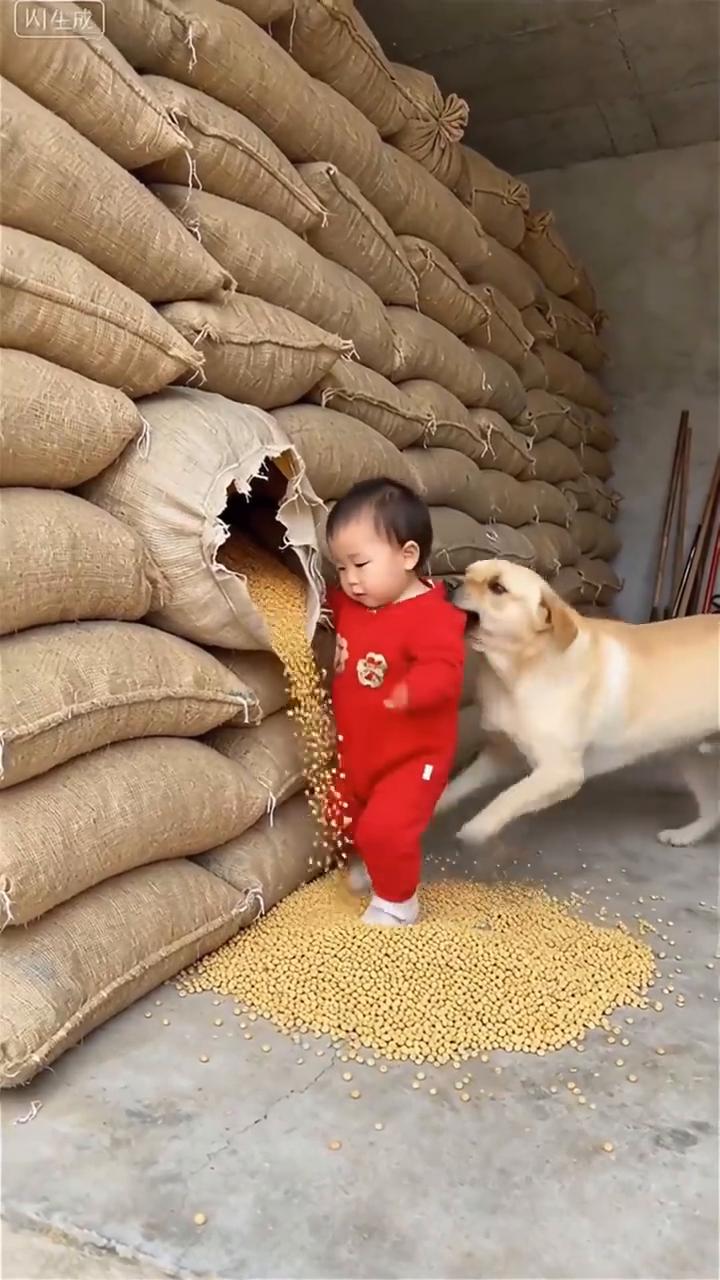 狗狗护主。
W生成。