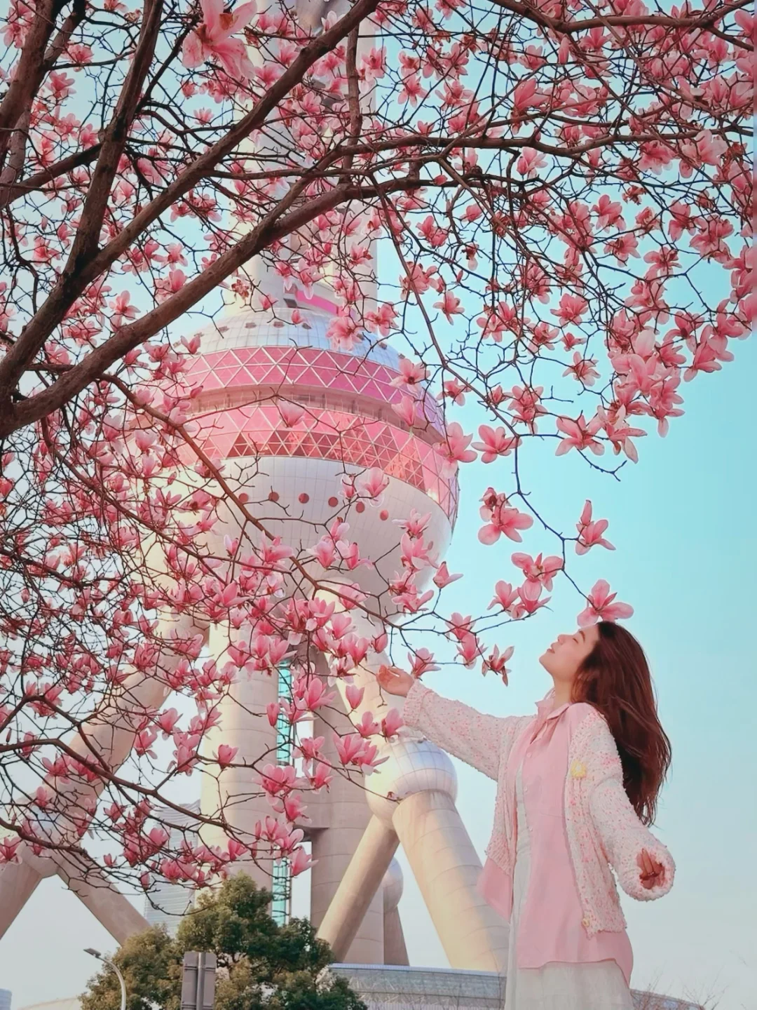 3.20live实拍 | 魔都的玉兰花开的太梦幻了