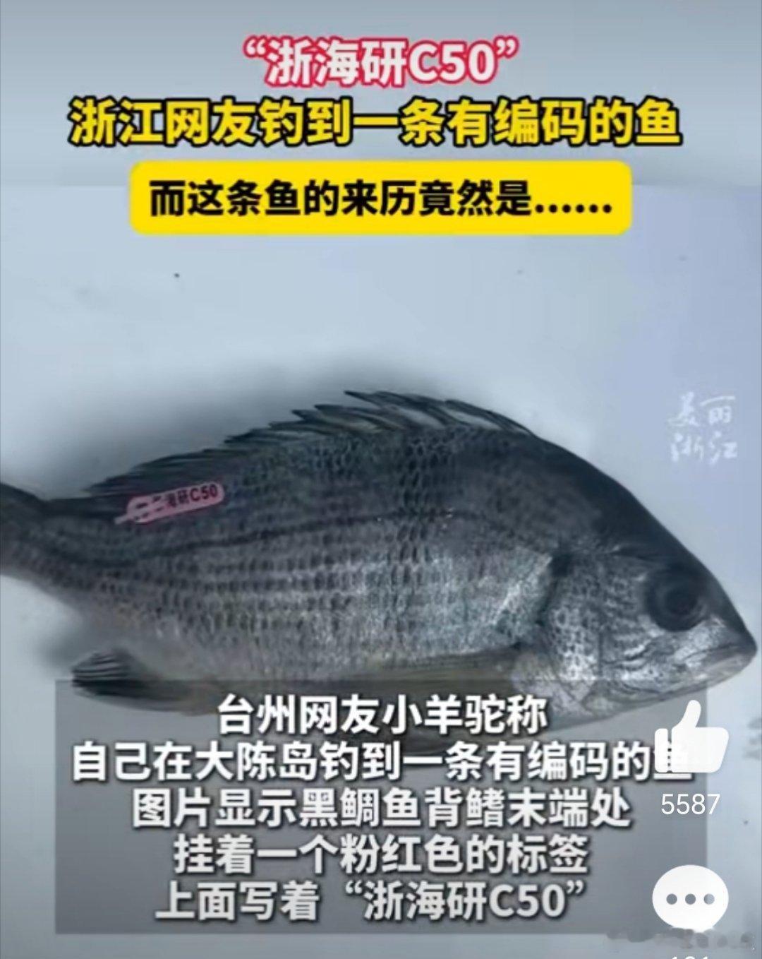 浙江钓鱼佬钓到有编码的黑鲷鱼  钓鱼  钓鱼钓到了鲷鱼，此鲷可是名家有主啊？[作
