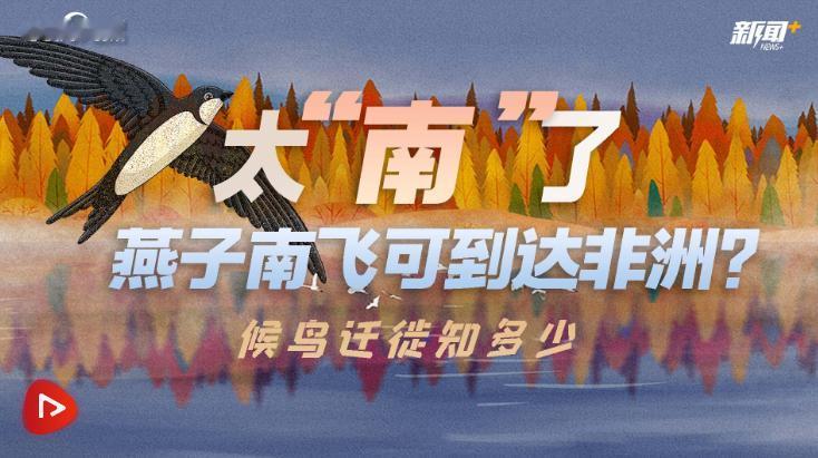 燕子居然是没有国籍的！小时候常以为燕子是我们中国的，南飞是往中国南方飞，现在才知