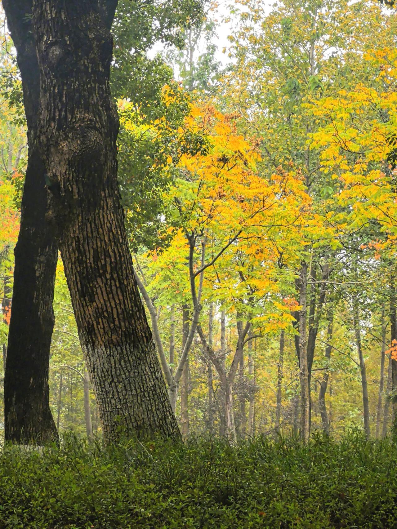 初冬、隔壁公园里挂满颜色，色彩斑斓，比去年的此时还美了些，眼花缭乱！

用手机记