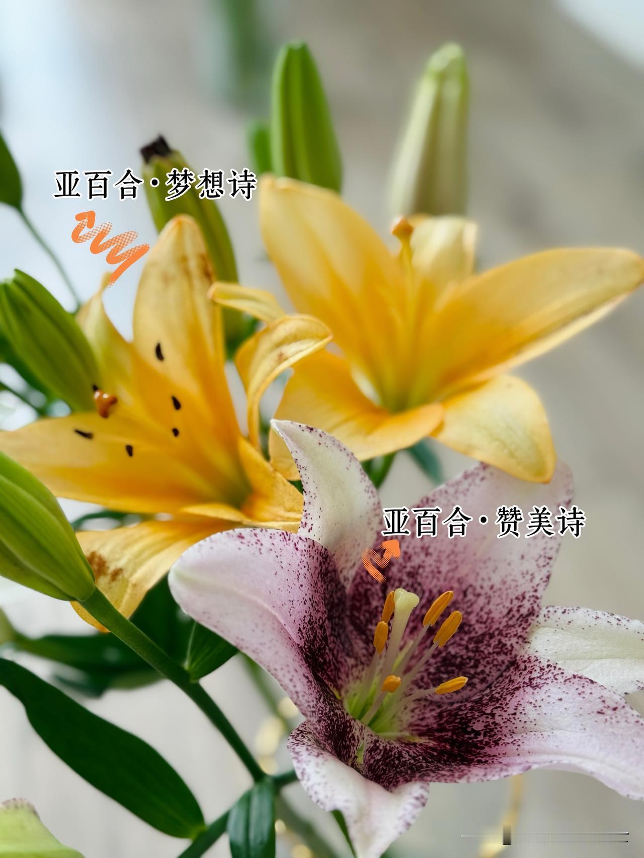 百合是最适合夏天养护的鲜花，很耐燥。云南直发，路途遥远也不怕。夏天建议就不要买玫