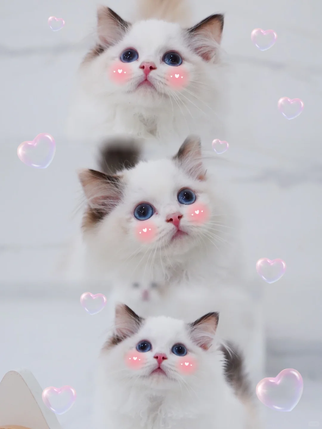 路过人间的小妲己💕