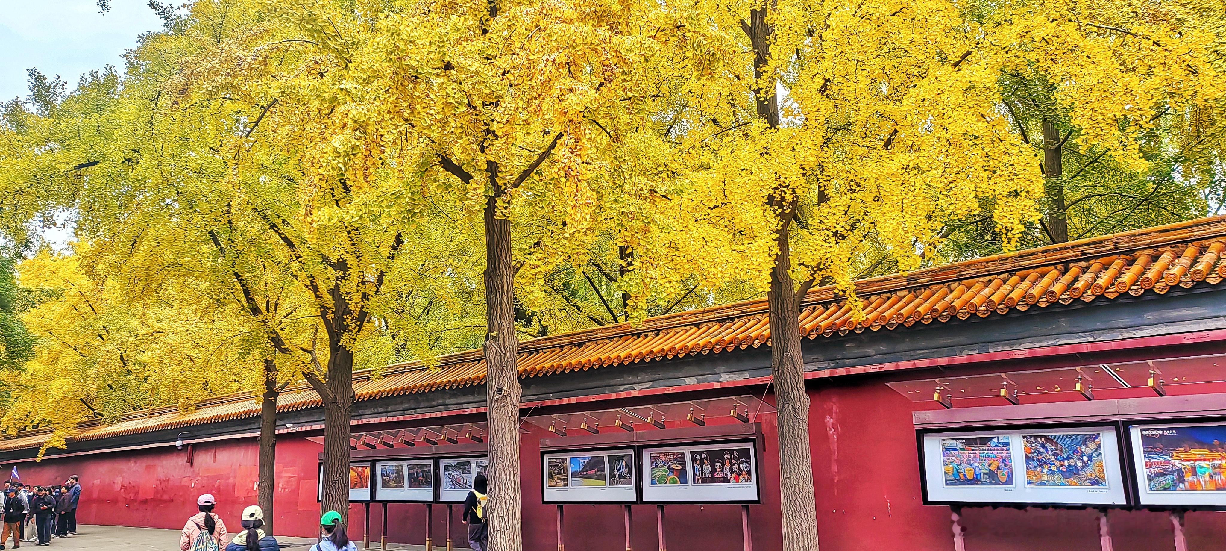 又是一年银杏季，景山公园银杏渐入佳境2025.10.31秋日北京漫游记 ​​​摄