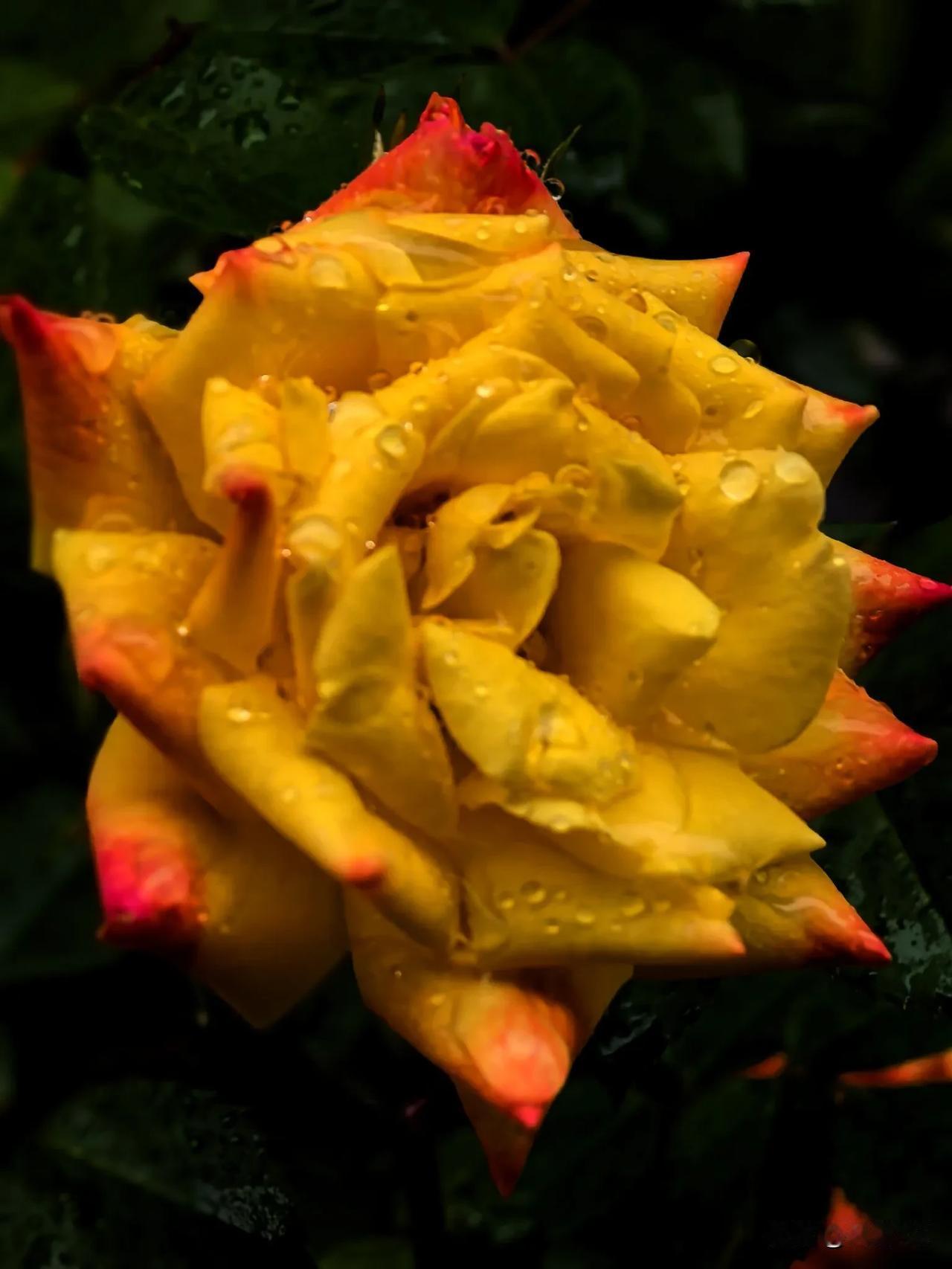 小雨中的蔷薇花蔷薇花景 我们这里已经快两个月没下雨了，为了缓解旱情净化空气，市气