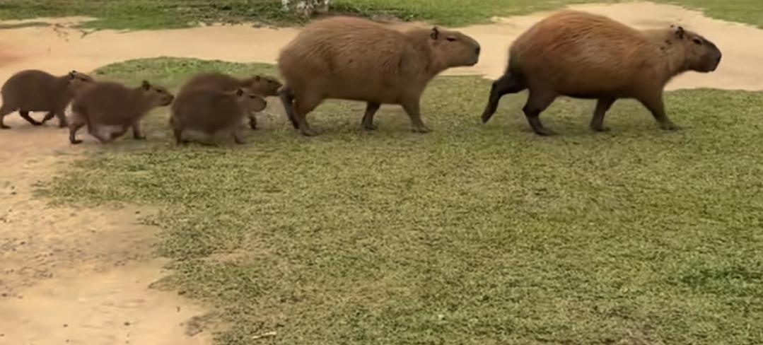 8万2买了一个卡皮巴拉，没想到两天不到就嘎了。卡皮巴拉这种动物是挺让人喜欢的，情