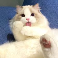 格拉韦卢哎呀呀