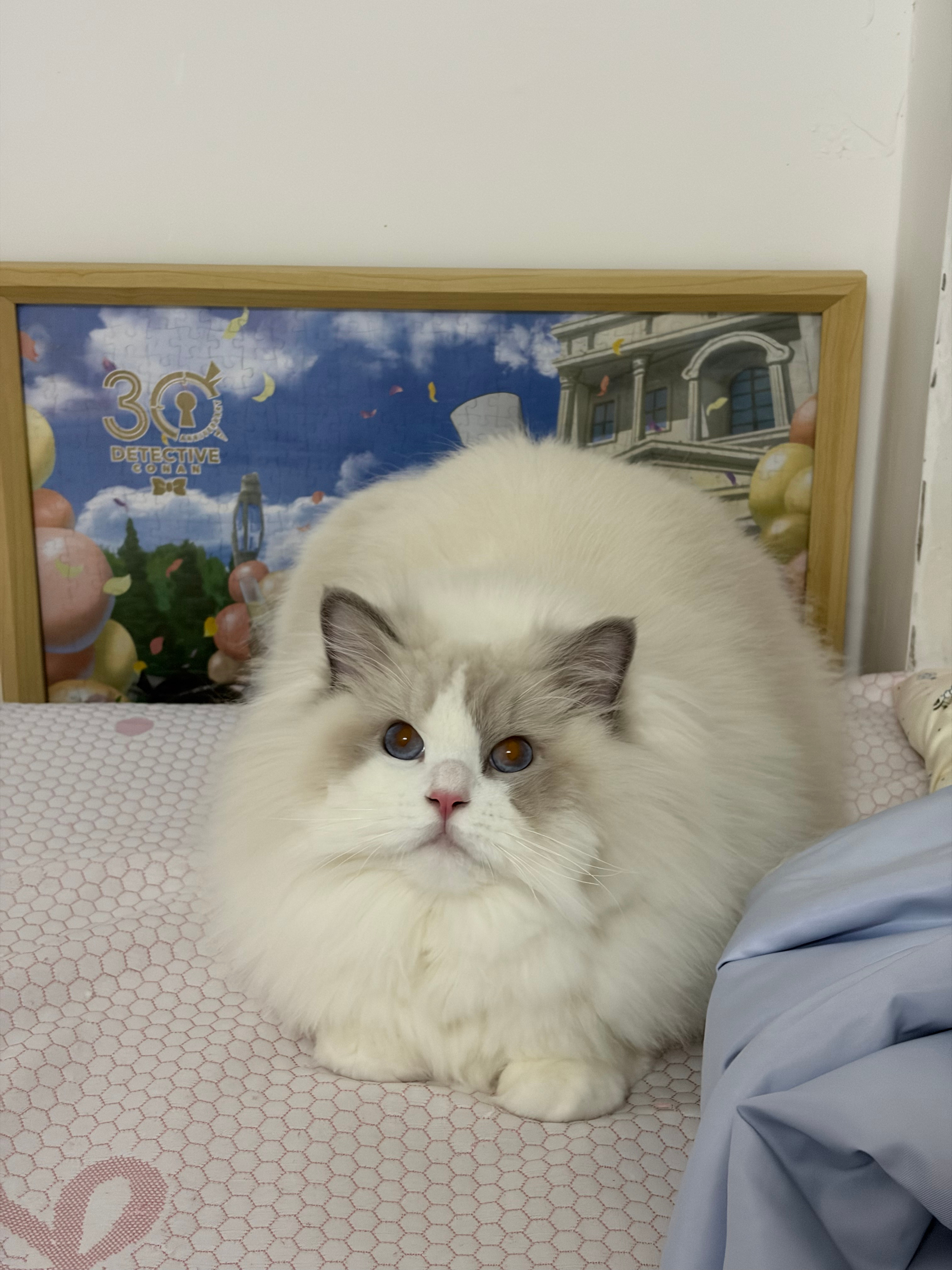 大面包 ​​​
