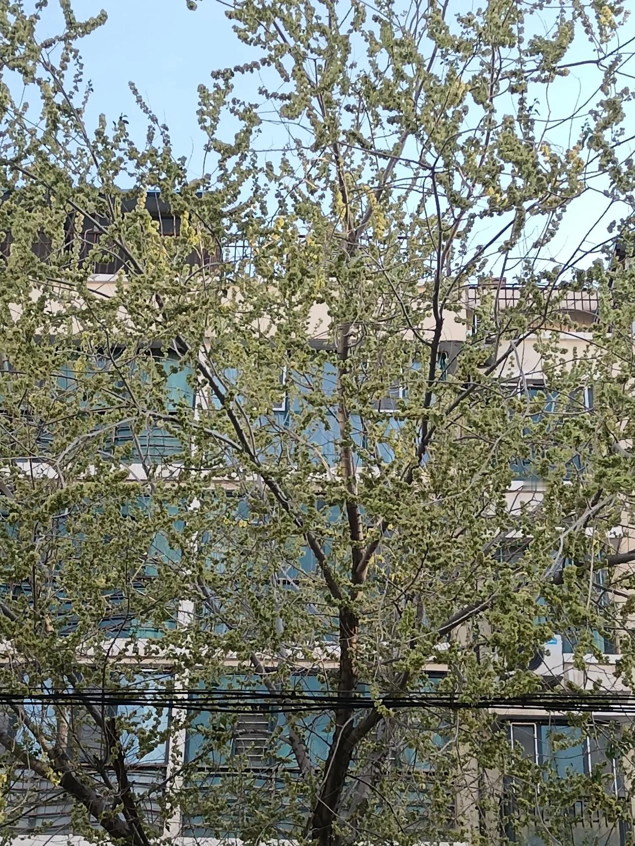 揪榆钱避免的几个误区

       每年四月中旬，都是老新疆人呼朋唤友去野外揪