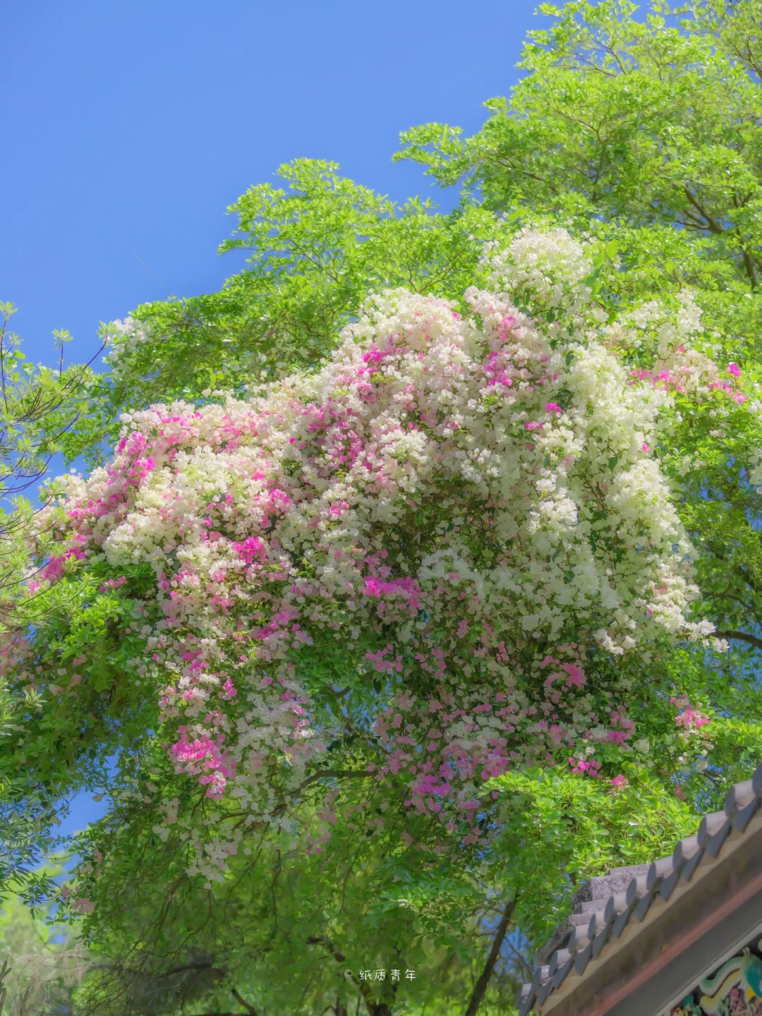 深圳的春天如期而至，鲜花从未失约