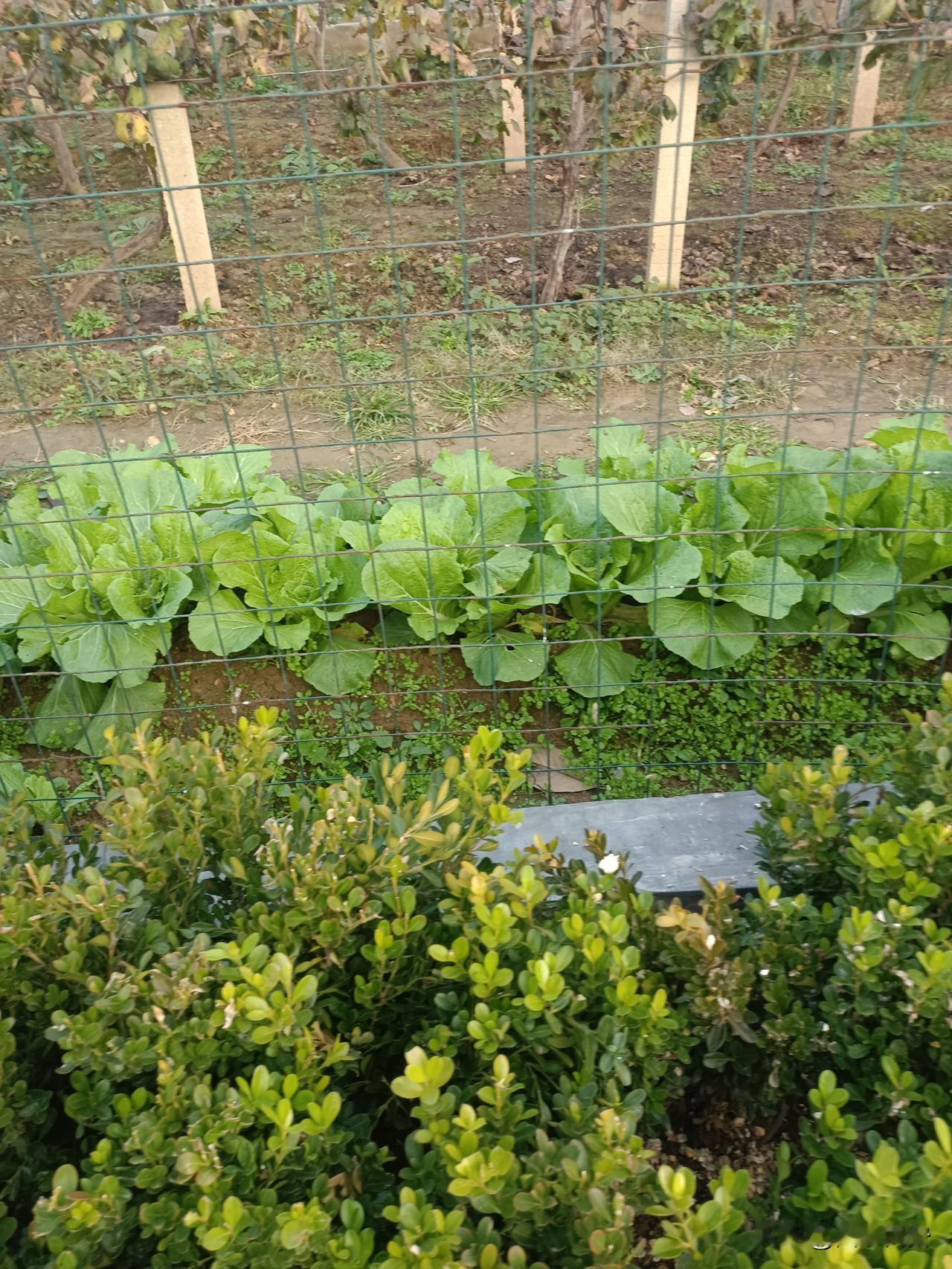外边小花园
院墙铁丝网后头，白菜叶胖得发亮，衬着脚边的小绿篱，风一吹都晃悠着劲儿