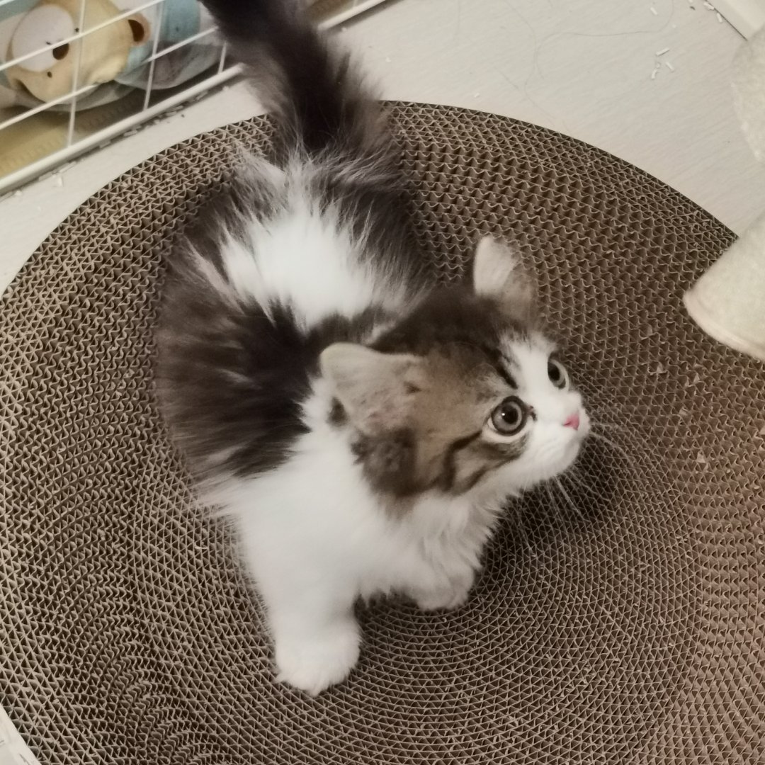最可爱的小猫猫～ ​​​