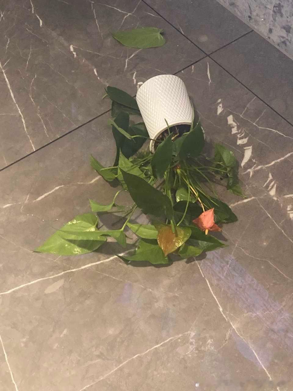49873【心灵丑】刚接回家几天的小茂密就把我的花咬成了这样