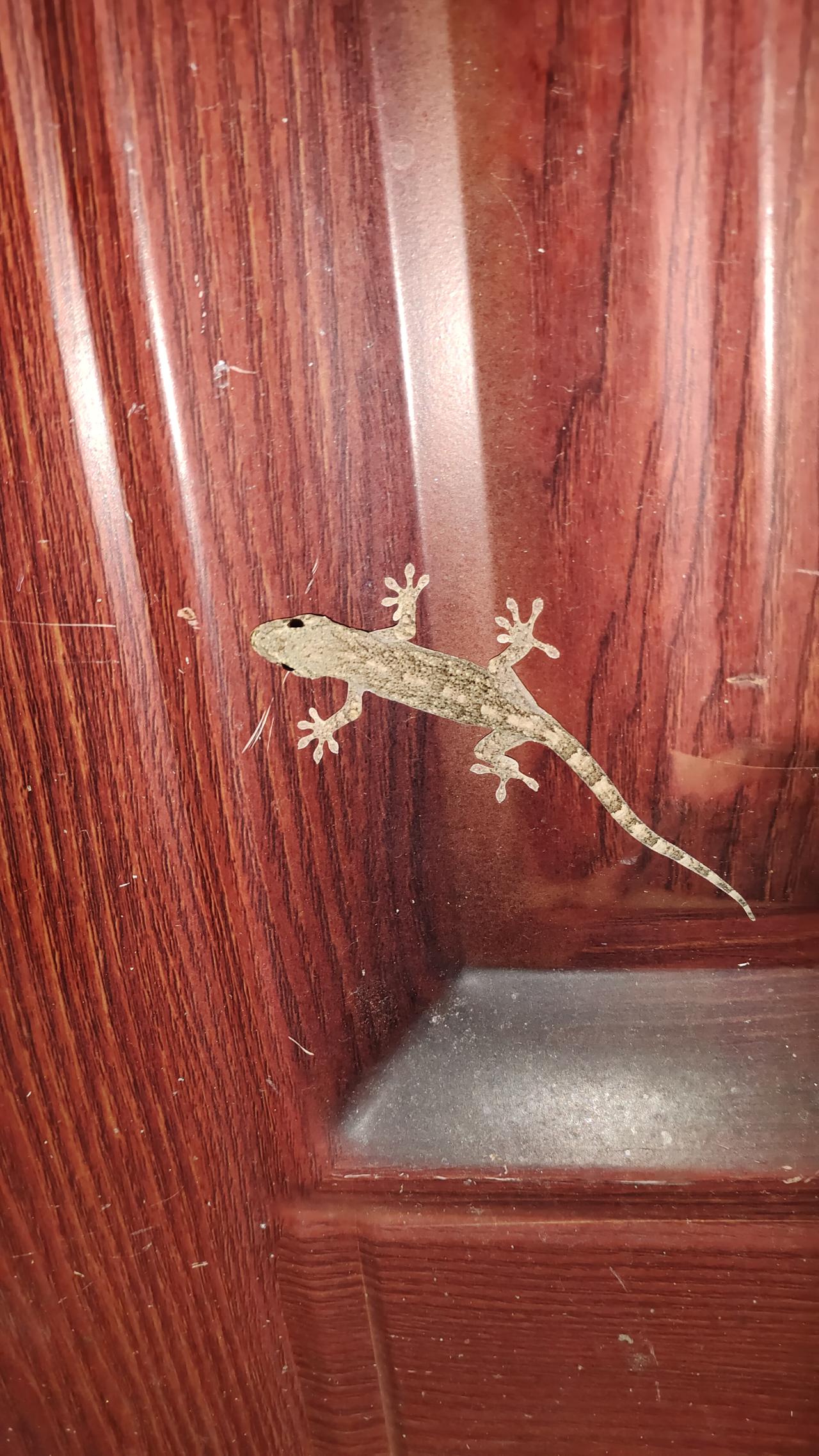 冬日生活打卡季壁虎漫步门上，你不冷吗，你不冬眠吗？