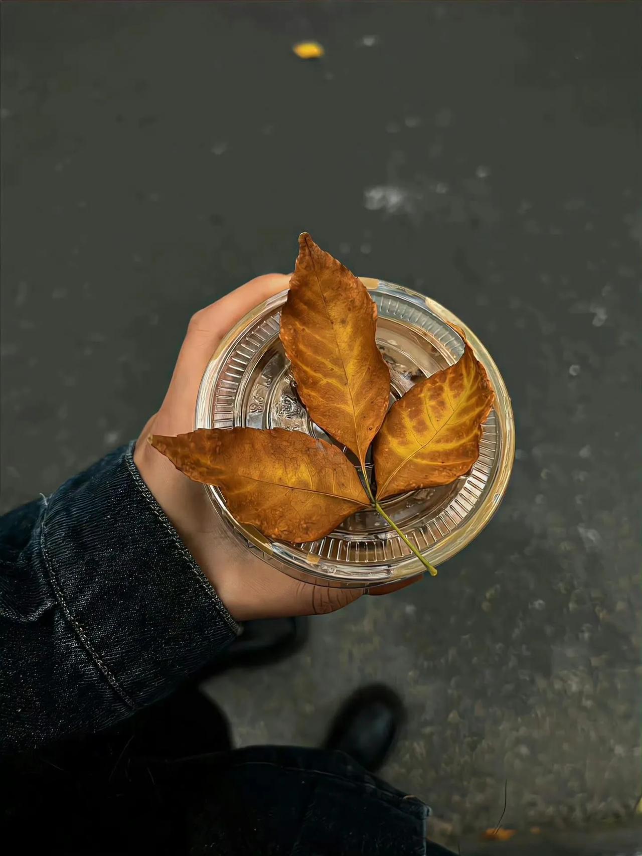 秋天🍂
