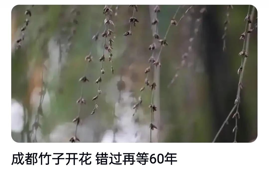 🌿60年一遇！成都望江楼公园竹子集体