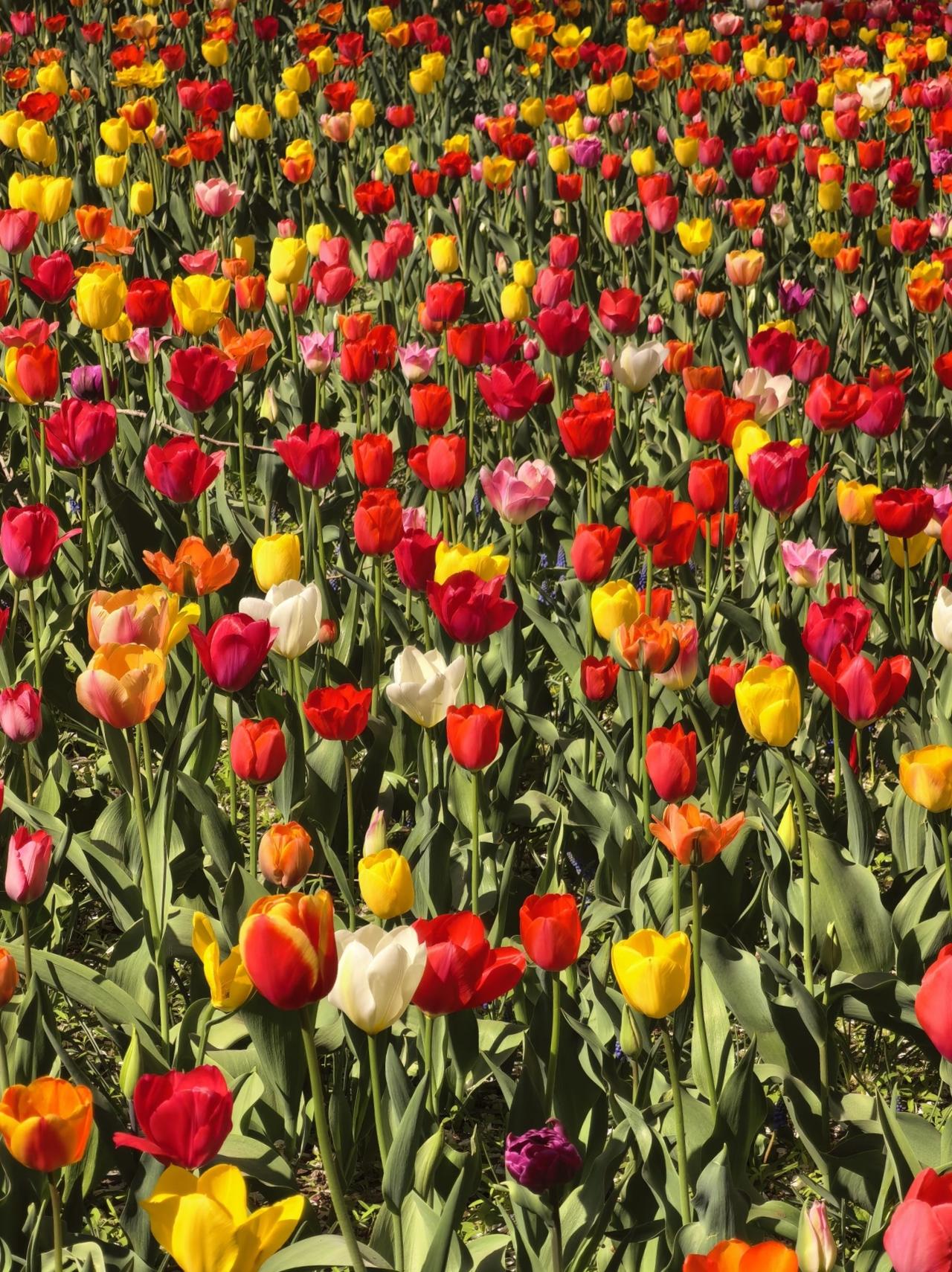 随手拍张照我在公园里随手拍摄的一张图片：春天的花蕾