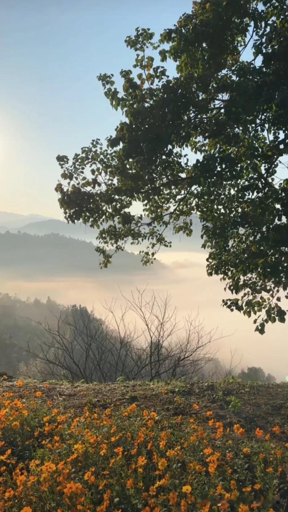 霞光万道映山色，红花点缀彩霞中。#花开烂漫映朝阳# #万紫千红处处景# #旭日东