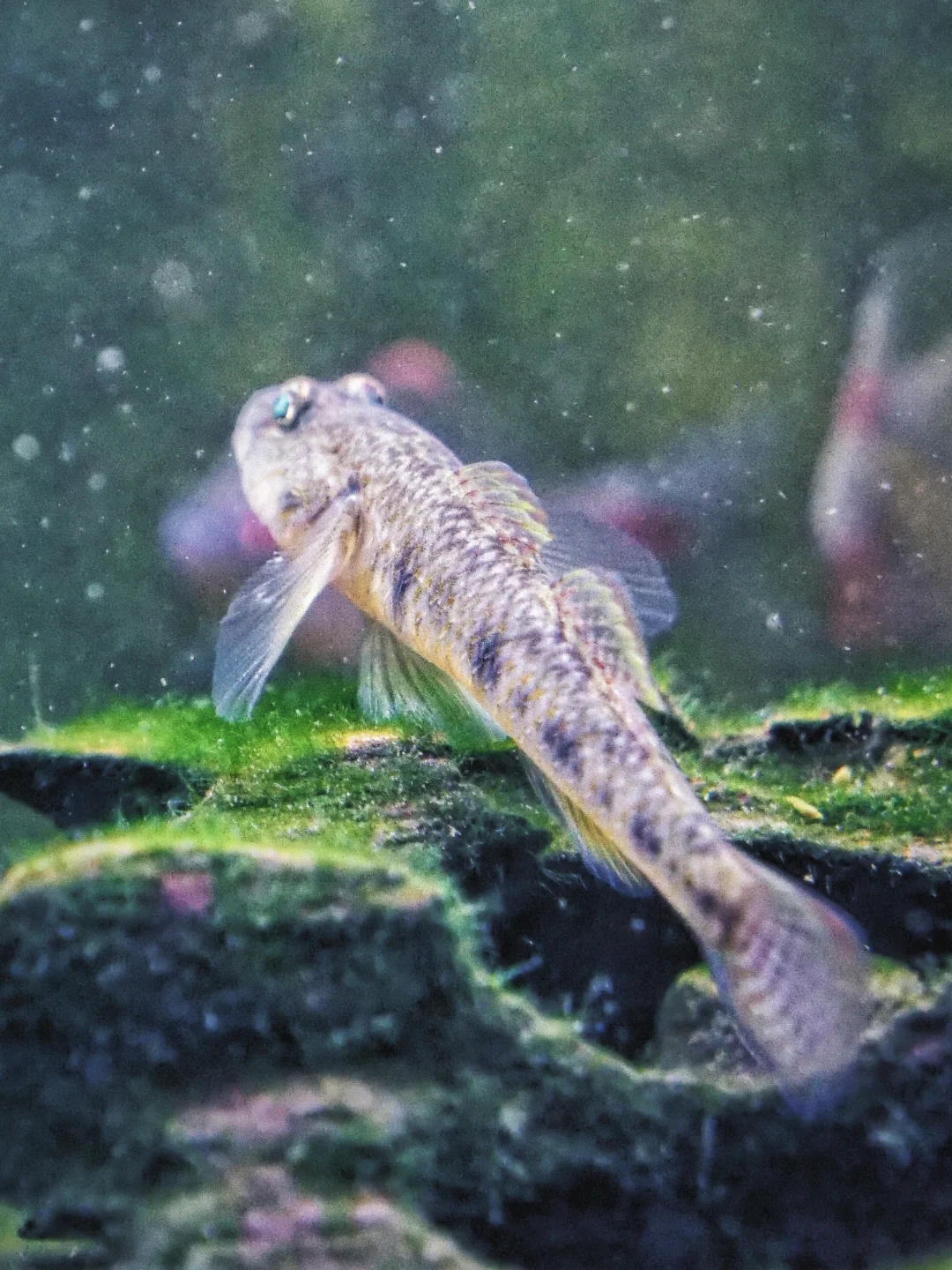 神奇小物钓 | 如何获得一条虾虎鱼