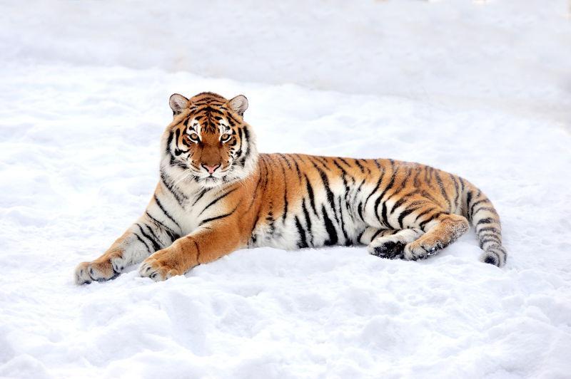 雪天偶遇东北虎！5分钟对视，这波心跳值直接拉满

吉林延边珲春的雪天里，高女士和