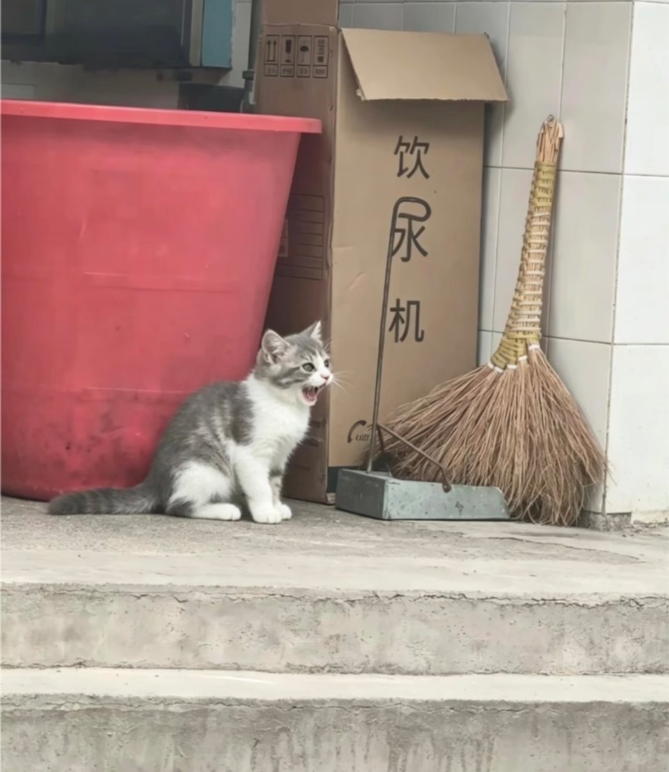 猫：啊……什么机？ ​​​