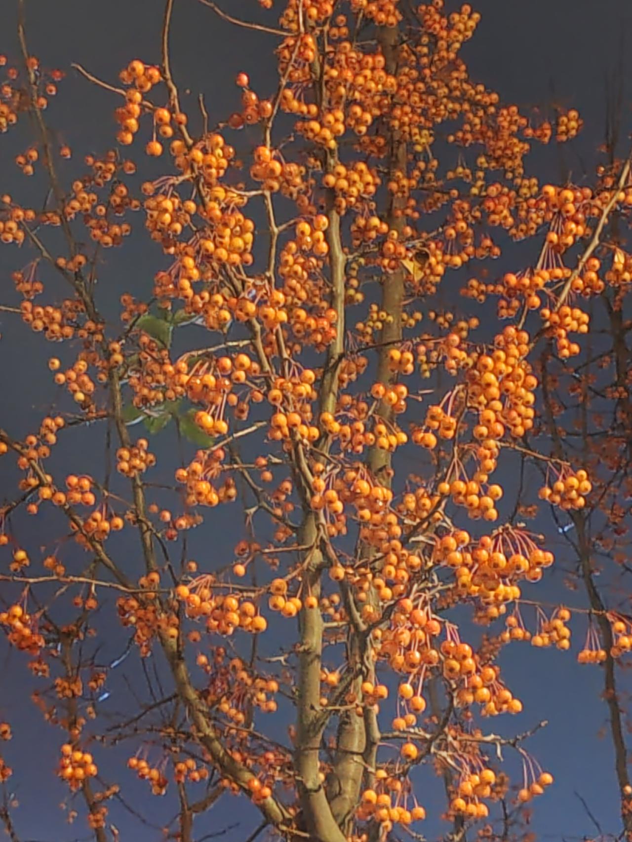一张图证明冬天来了《夜海棠》夜长暮来早，华灯下班亮。路边海棠树，一样吸眼光。叶随