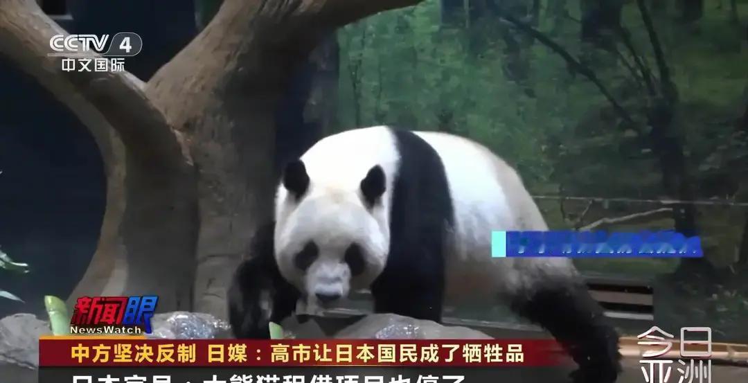 日本最后两只大熊猫将回国 中国暂停租借大熊猫给日本引关注 日本政府官员透露，大熊