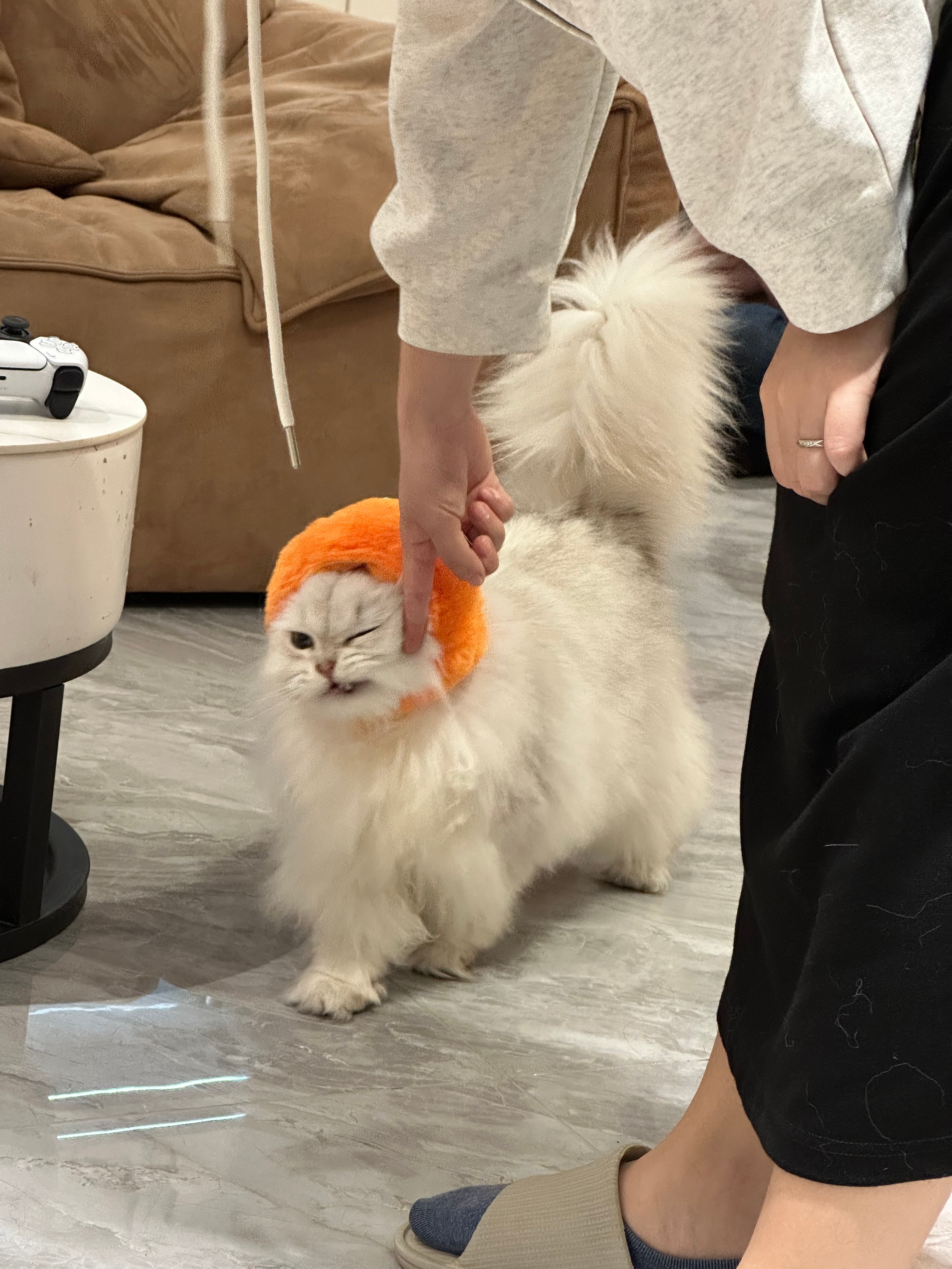 今天是十八图的回访不用谢[亲亲][亲亲]#英国短毛猫##英国长毛猫##辣椒家新家