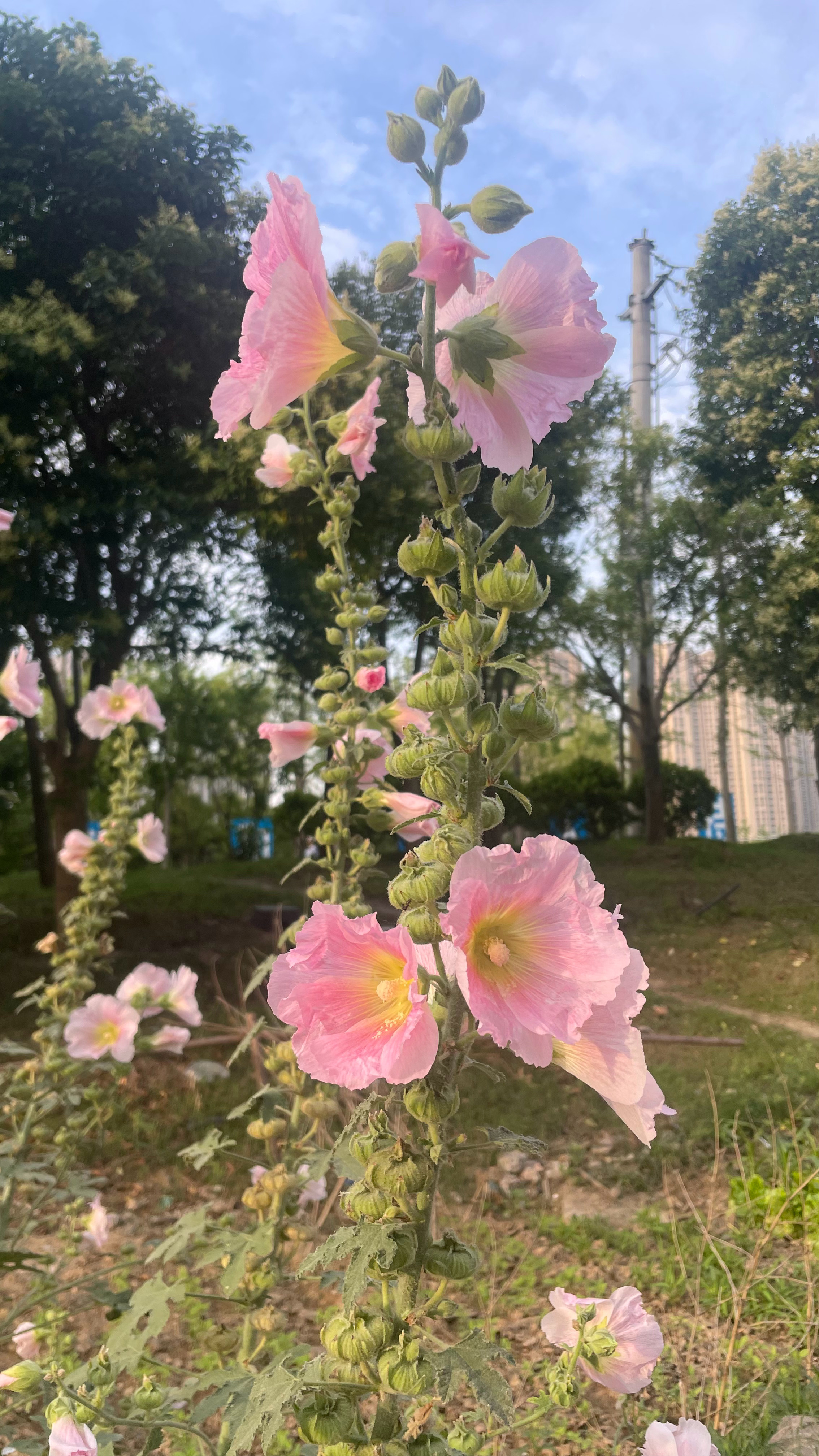 每朵花都有自己的季节