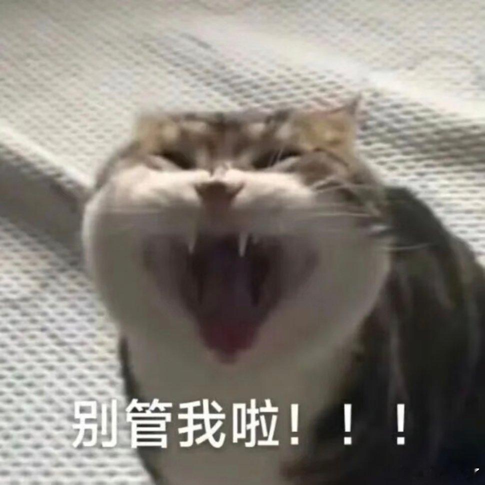 每日表情包分享！ 