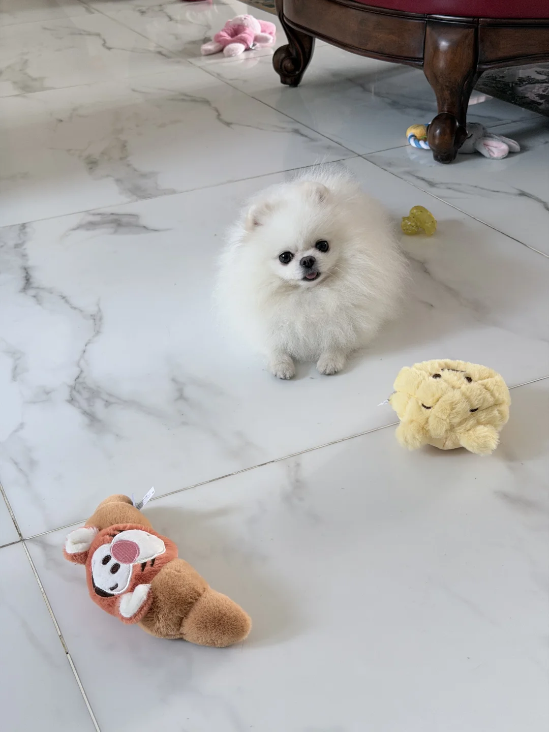 18pics小狗日记💭