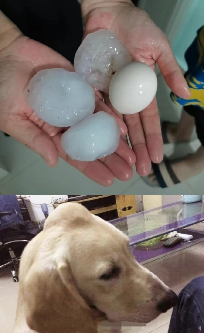 鹅蛋大的冰雹把俺家狗子砸成这样，造孽吖[泪] ​​​